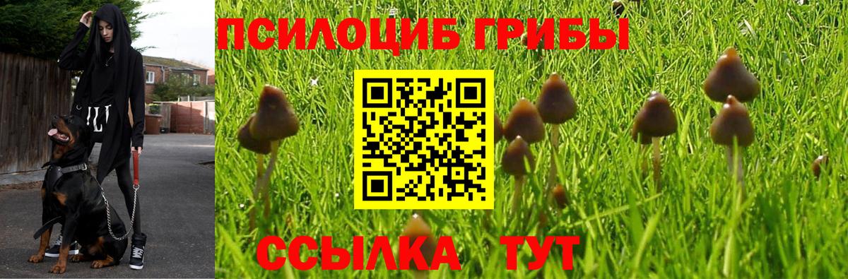 Кызыл  Галлюциногенные грибы Cubensis  Псилоцибиновые грибы прущие грибы  Вход с VPN 